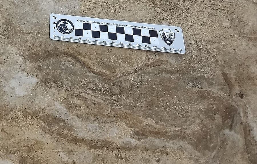 Close-up of a single fossil human footprint in pale sediment, surrounded by scattered small black seeds.